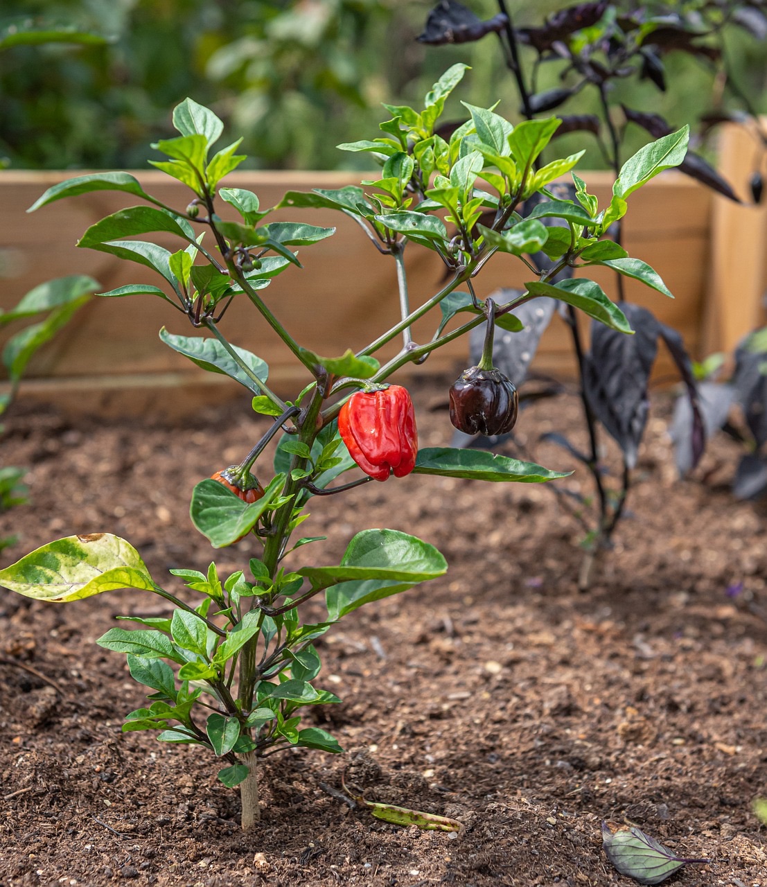 Elevate Your Garden: A Complete Guide to Building a Raised Garden Bed